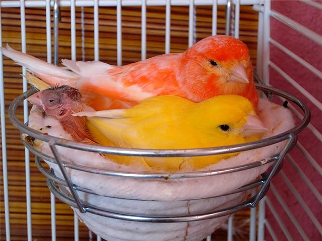 Содержание канареек и уход за ними в Гулькевичи