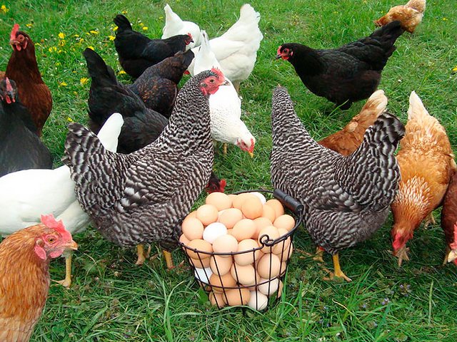 Содержание кур и уход за ними | ЗооТом - продажа, вязка и услуги для животных в Гулькевичи