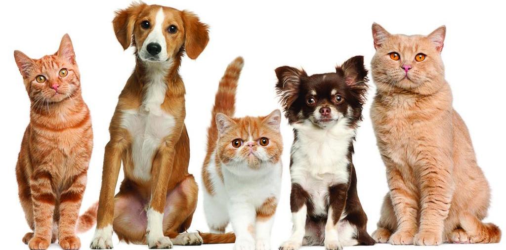 Доска объявлений о животных | ЗооТом - продажа, вязка и услуги для животных в Гулькевичи