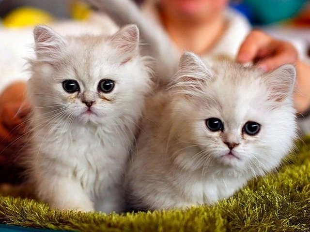 Породы кошек в Гулькевичи | ЗооТом портал о животных
