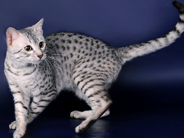 Породы кошек в Гулькевичи | ЗооТом портал о животных