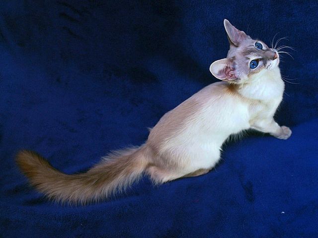 Выведенные породы кошек в Гулькевичи | ЗооТом портал о животных