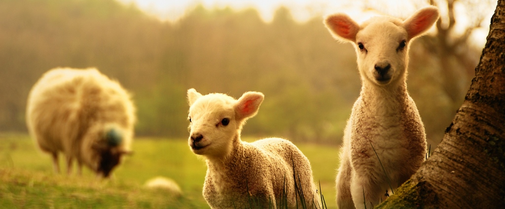 Объявления о сельскохозяйственных животных | ЗооТом - продажа, вязка и услуги для животных в Гулькевичи