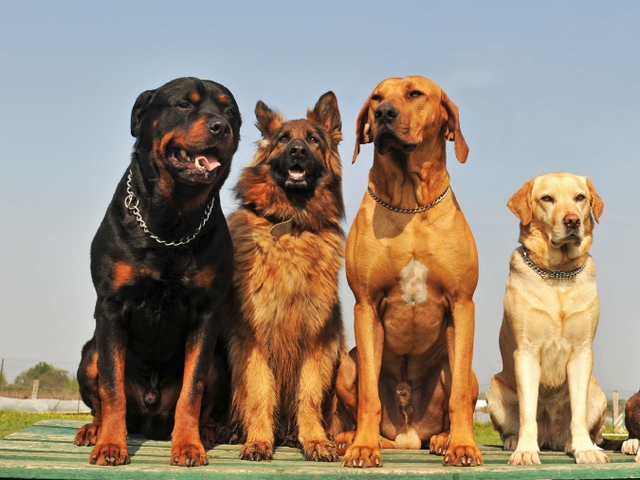 Крупные породы собак в Гулькевичи | ЗооТом портал о животных