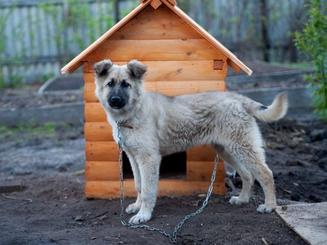 Все о собаках в Гулькевичи